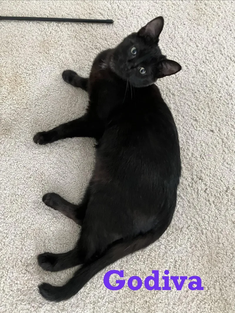 A young medium-sized female Black Domestic Short Hair cat named Godiva for adoption in Houston, TX