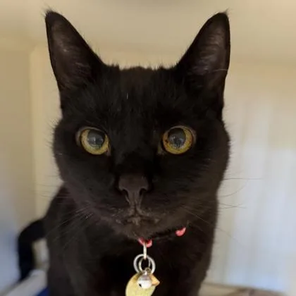 A senior medium-sized female Black Domestic Short Hair cat named Spookie Do for adoption in Lansing, MI