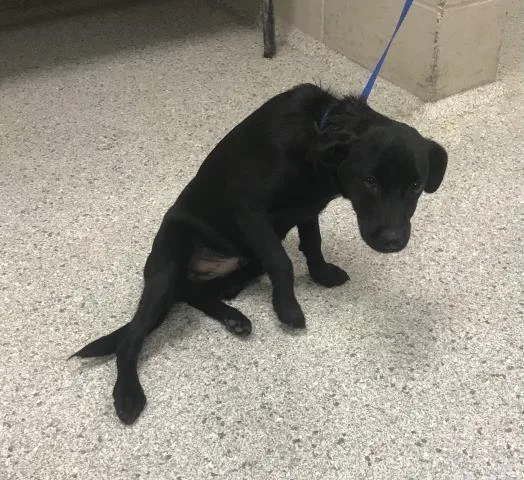A baby small-sized male Labrador Retriever dog named Snoop for adoption in Conroe, TX