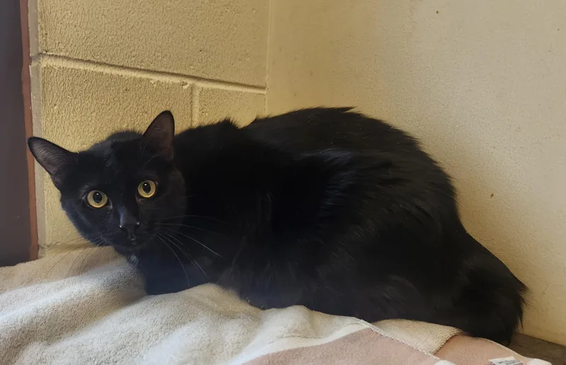 A young medium-sized male Black Domestic Short Hair cat named Spot for adoption in Clayton, NJ