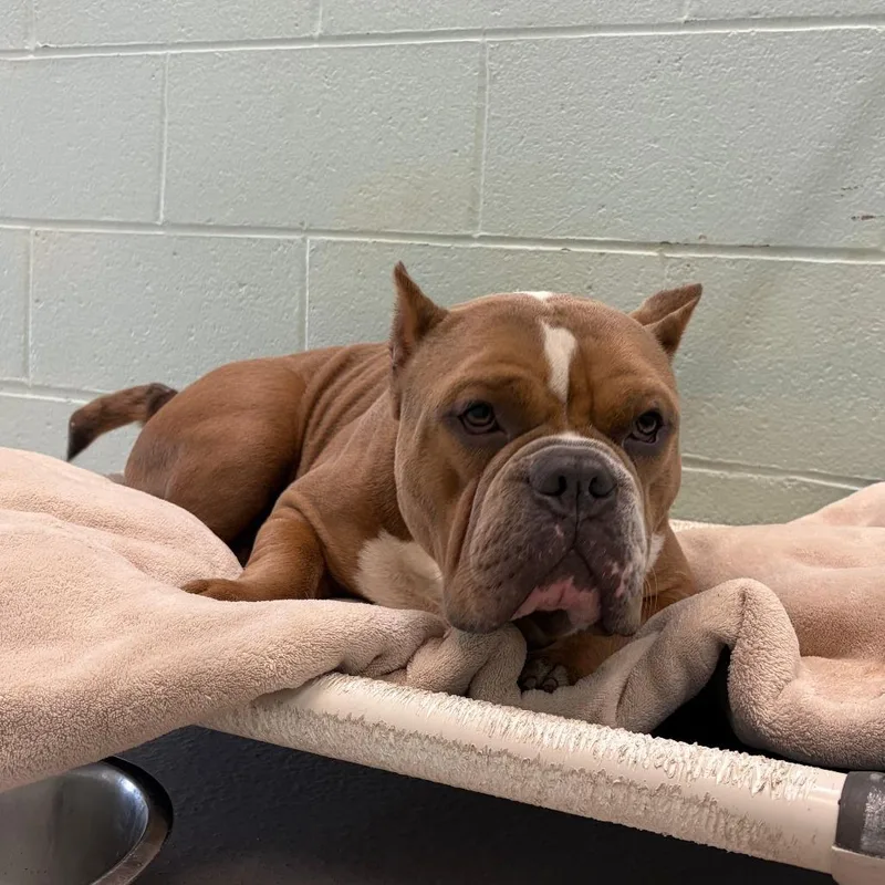 A young medium-sized male Brown / Chocolate Mixed Breed dog named Ham for adoption in Newark, NJ