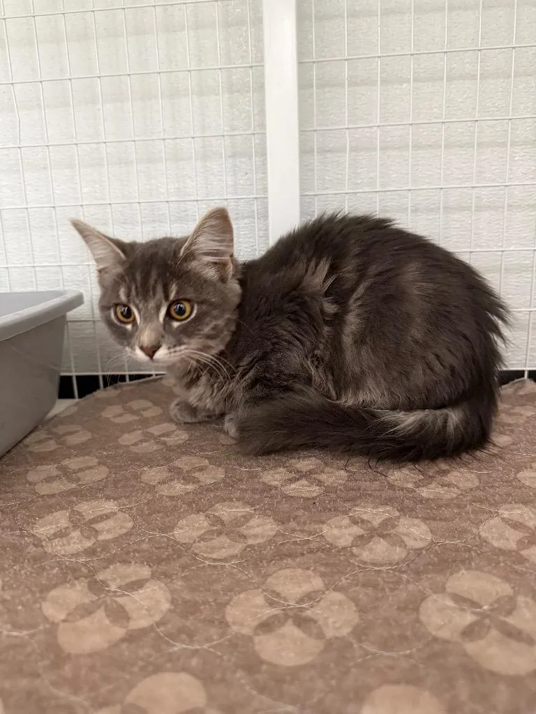 A baby small-sized female Domestic Short Hair cat named Isabella for adoption in Brookings, OR