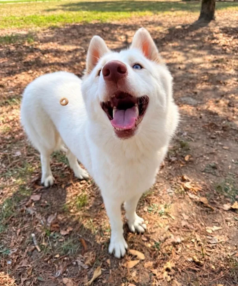 A young medium-sized female Husky dog named Ellen for adoption in Little Rock, AR