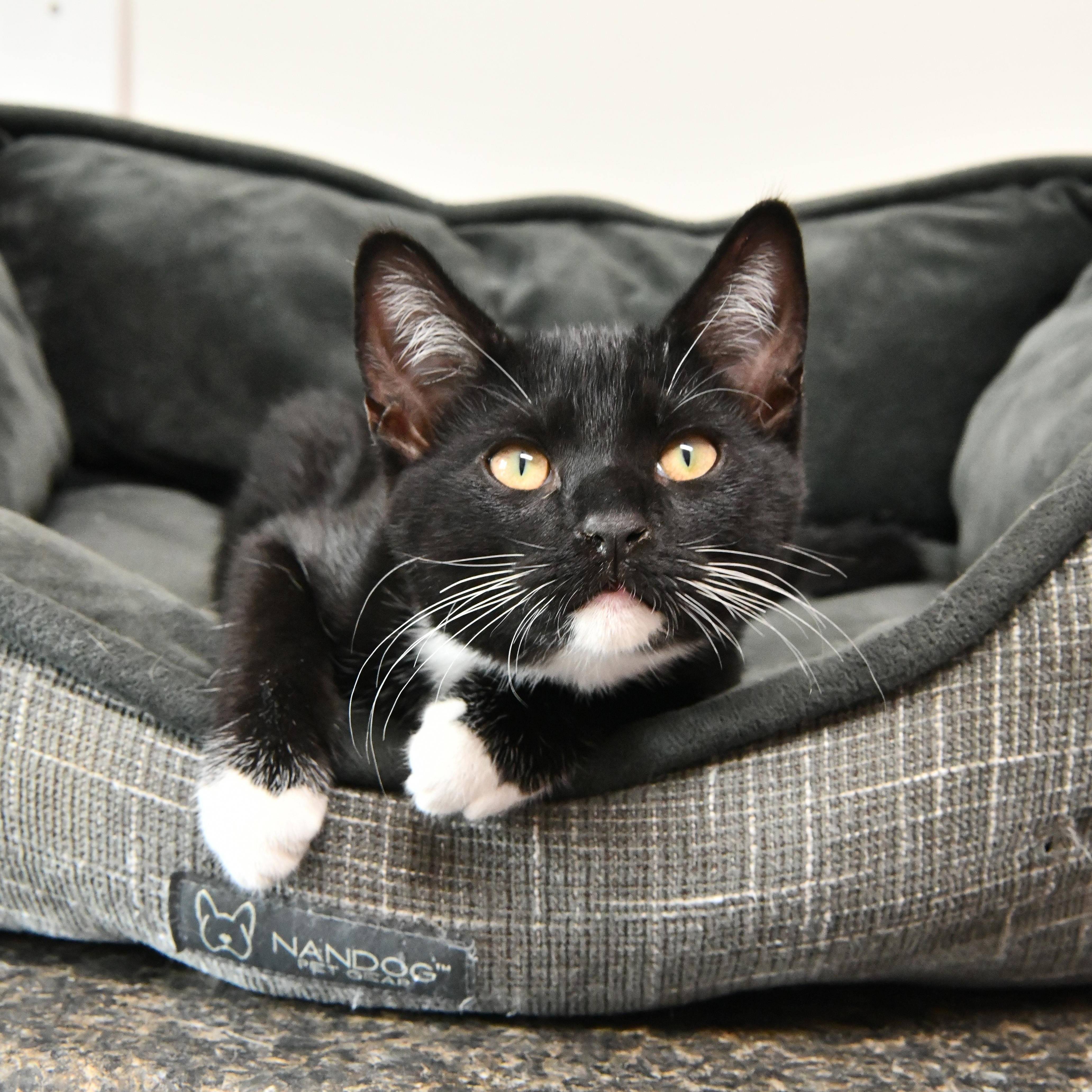 A young medium-sized male Black & White / Tuxedo Domestic Short Hair cat named Squirt for adoption in Fairhope, AL