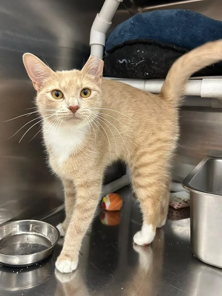 An adult medium-sized female Orange & White Domestic Short Hair cat named Butterfly for adoption in Pittstown, NJ