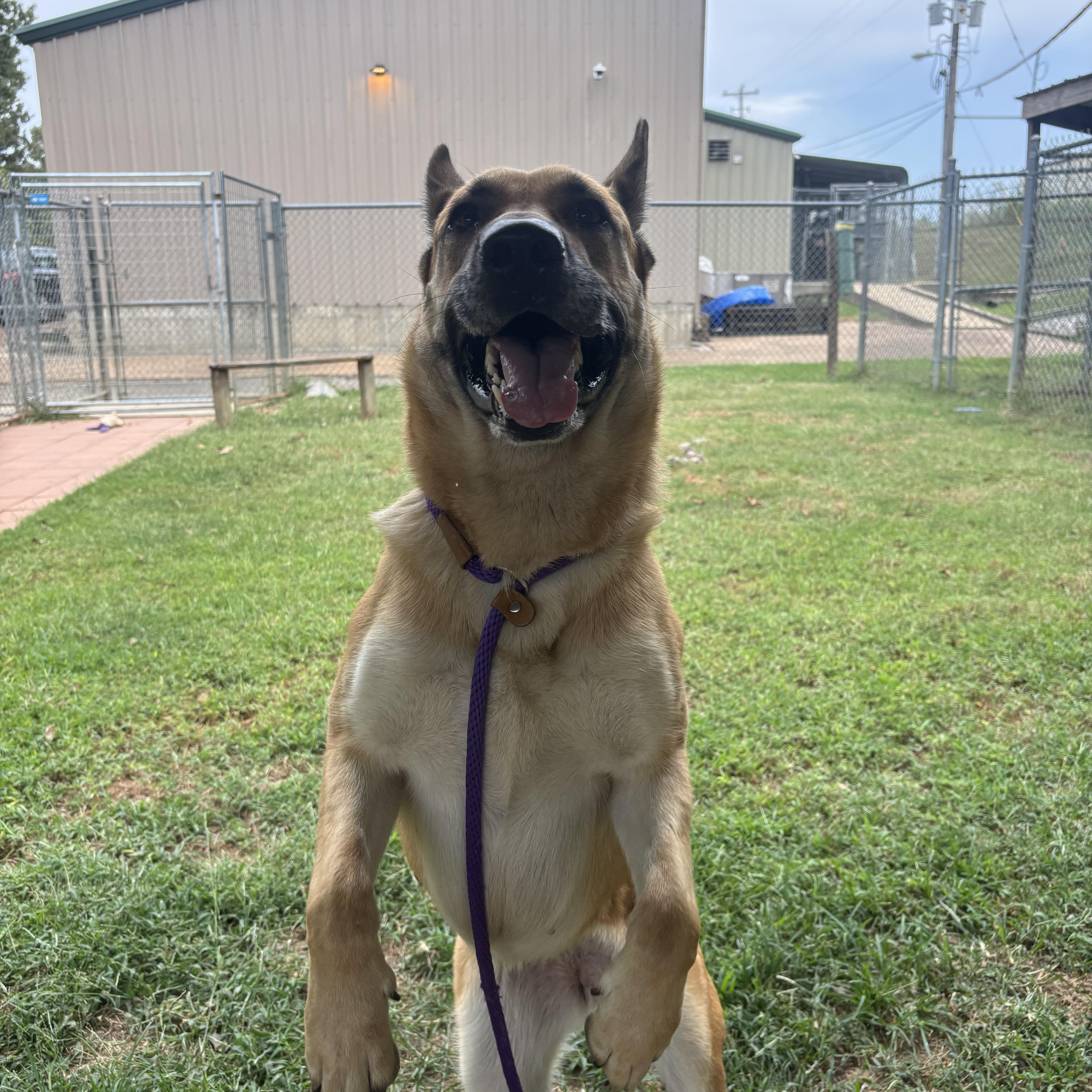 An adult large-sized female German Shepherd Dog dog named Sienna for adoption in Collierville, TN
