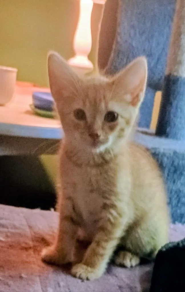 A baby medium-sized female Domestic Medium Hair cat named Hilly for adoption in Youngsville, NC