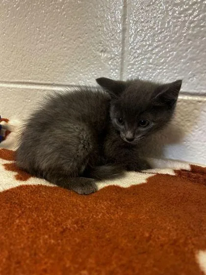 An adult small-sized male Domestic Short Hair cat named Chihuahua for adoption in Spruce Pine, NC