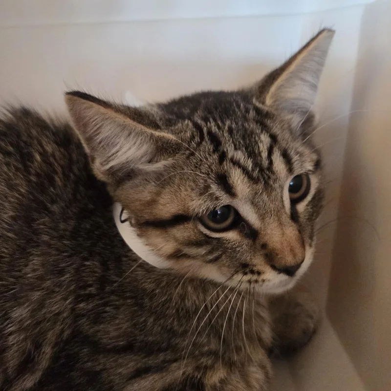 A baby small-sized male Brown / Chocolate Domestic Short Hair cat named Liam for adoption in Leander, TX