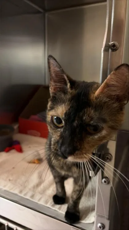 An adult small-sized female Domestic Short Hair cat named Beet for adoption in West Chester, PA