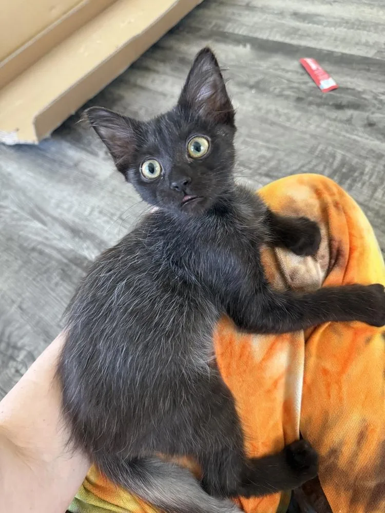 Elmer