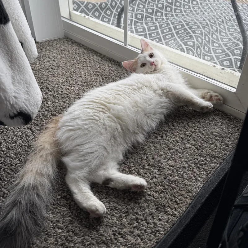 Lila West thumbnail 4