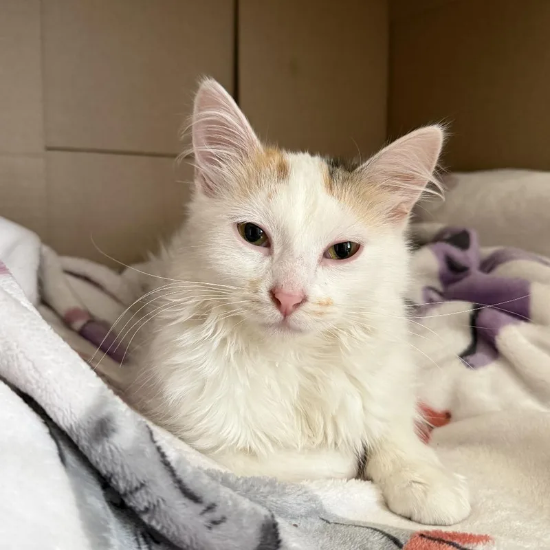 Lila West thumbnail 5