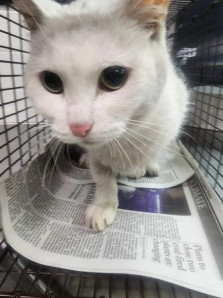 An adult large-sized female Domestic Short Hair cat named Snowy for adoption in Los Angeles, CA