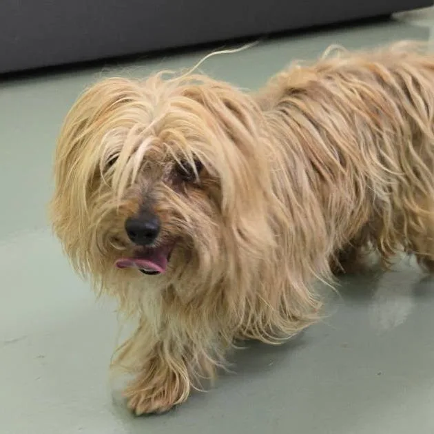 An adult small-sized male Yellow / Tan / Blond / Fawn Yorkshire Terrier dog named Svasstray for adoption in Lyndhurst, VA