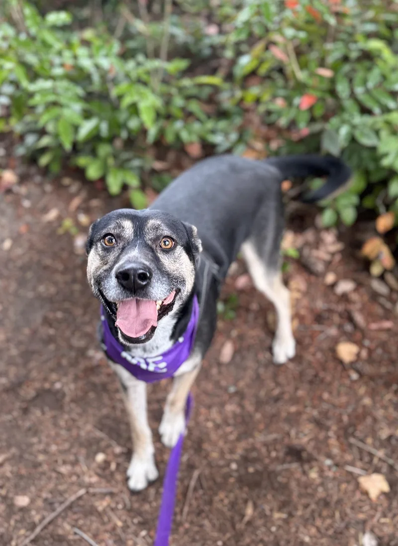 An adult medium-sized female Husky dog named Sadie for adoption in lynnwood , WA