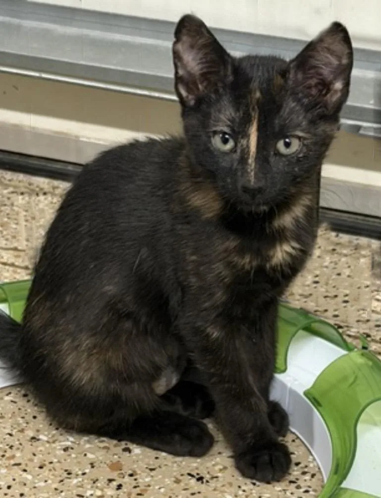 A baby small-sized female Black Tortoiseshell cat named Tiramisu Delights for adoption in Chandler, AZ