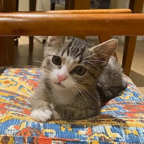 A baby small-sized male Brown / Chocolate Domestic Short Hair cat named Doc Quakers for adoption in Las Vegas, NV