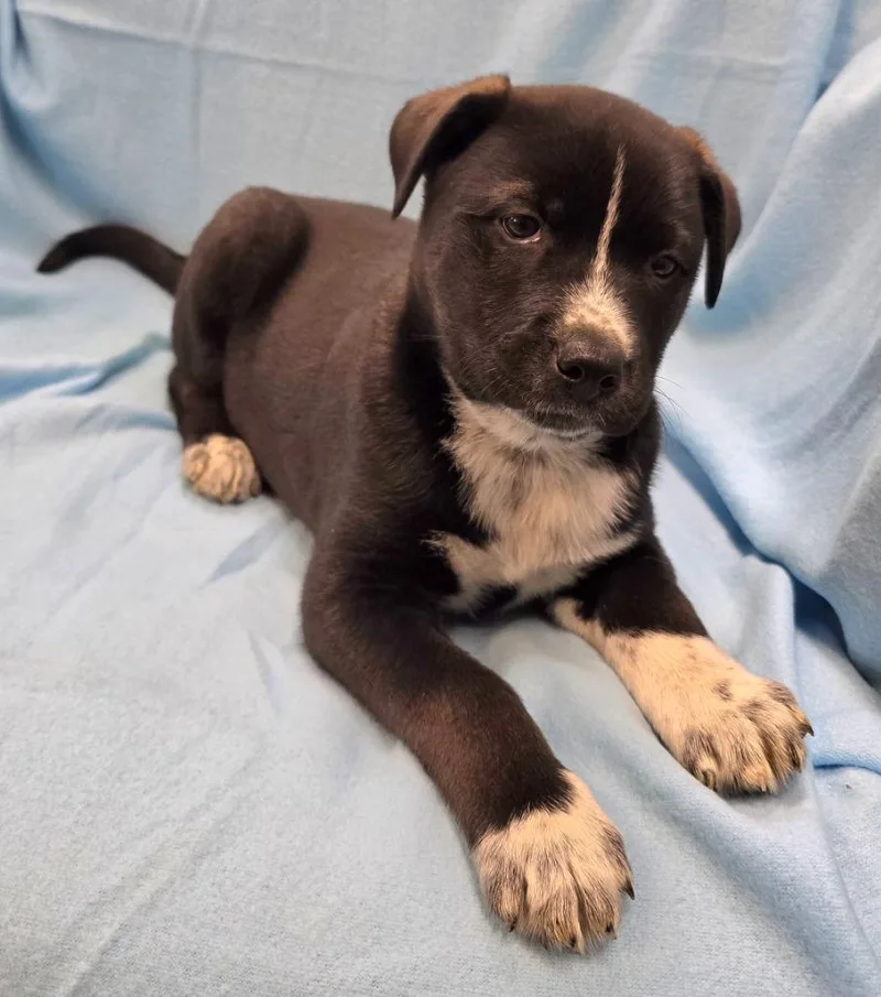 A baby medium-sized male Husky dog named Ryder for adoption in Murphysboro, IL