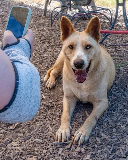 An adult large-sized female Mixed Breed dog named Uska for adoption in Chamblee, GA