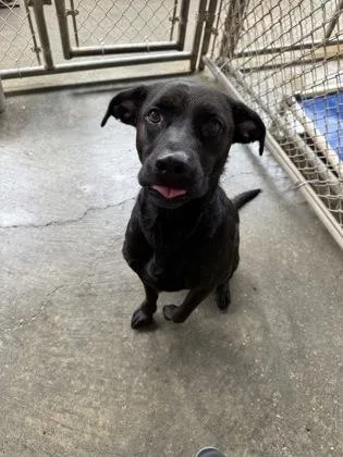 A young large-sized male Labrador Retriever dog named Shadow for adoption in Picayune, MS