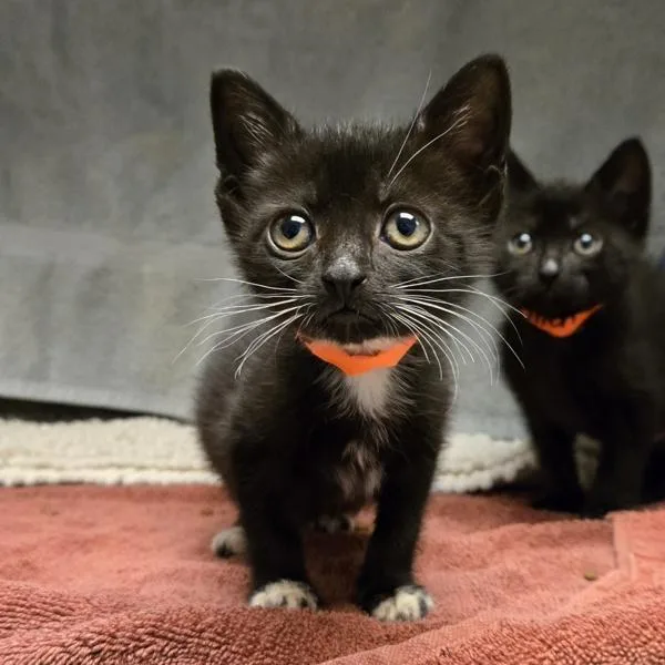 A baby small-sized female Domestic Short Hair cat named Polyester for adoption in Oakland, CA
