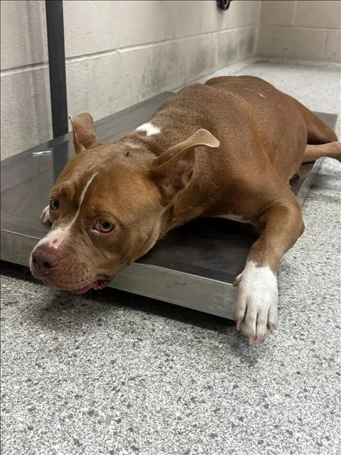 A young medium-sized female Pit Bull Terrier dog named A for adoption in Conroe, TX