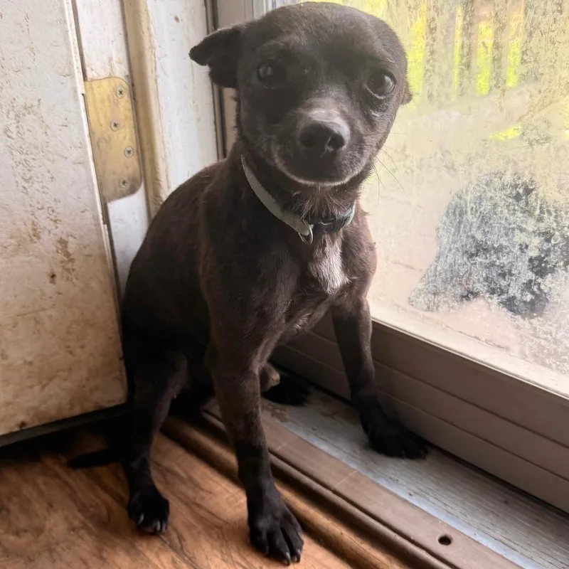 An adult small-sized male Black Chihuahua dog named Calvin for adoption in Pittsburg, KS