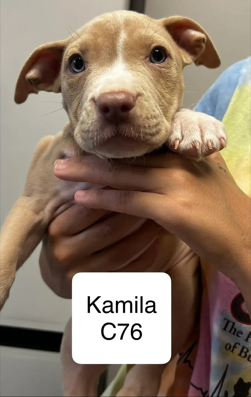 A baby medium-sized female Yellow / Tan / Blond / Fawn Pit Bull Terrier dog named Kamila for adoption in Morganton, NC