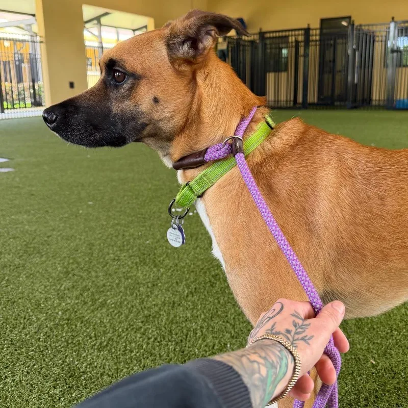 An adult medium-sized male Yellow / Tan / Blond / Fawn Black Mouth Cur dog named Dale for adoption in West Palm Beach, FL