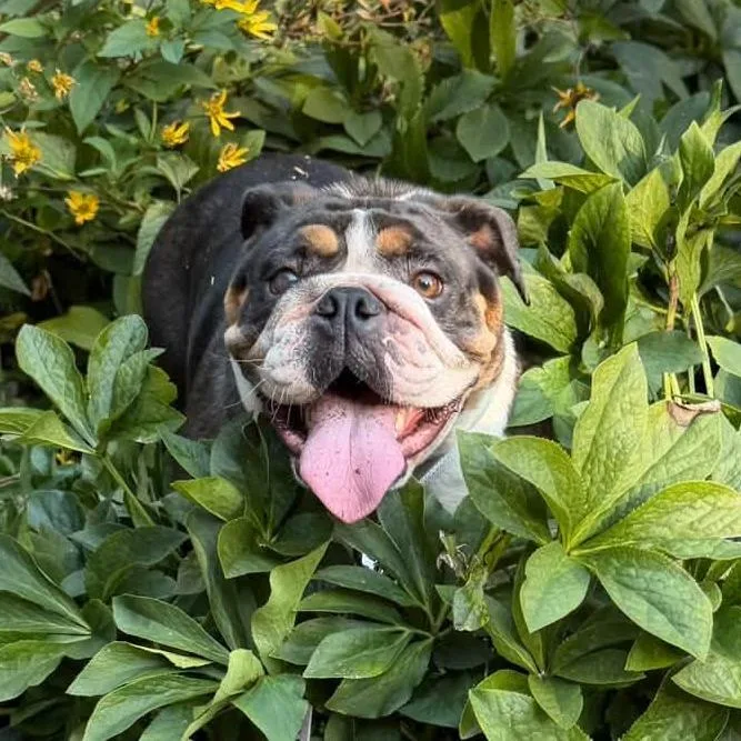 An adult medium-sized female Gray / Blue / Silver English Bulldog dog named Reesie for adoption in Huber Heights, OH