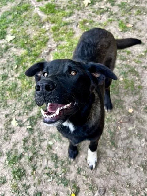 A young large-sized male German Shepherd Dog dog named Paulino for adoption in Riverside, CA