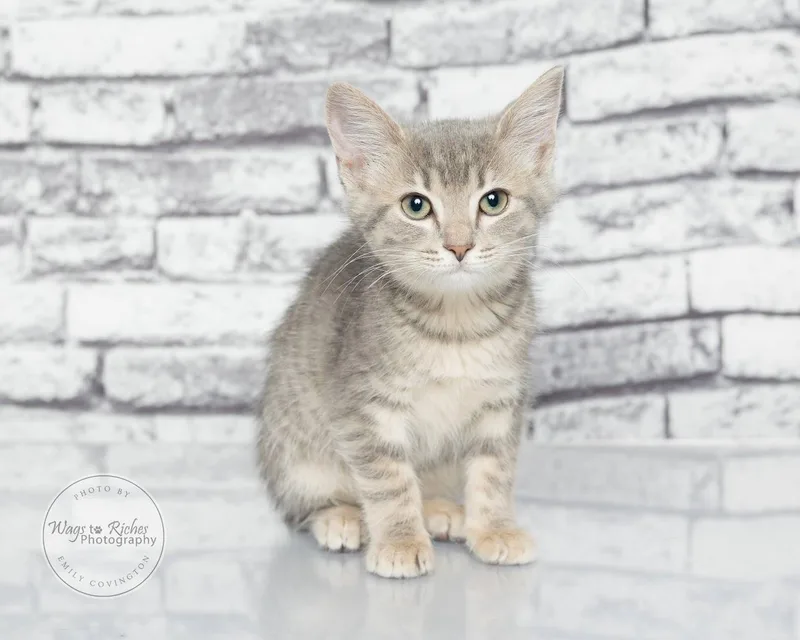 A baby medium-sized female Gray / Blue / Silver American Bobtail cat named Rose for adoption in Tuscaloosa, AL
