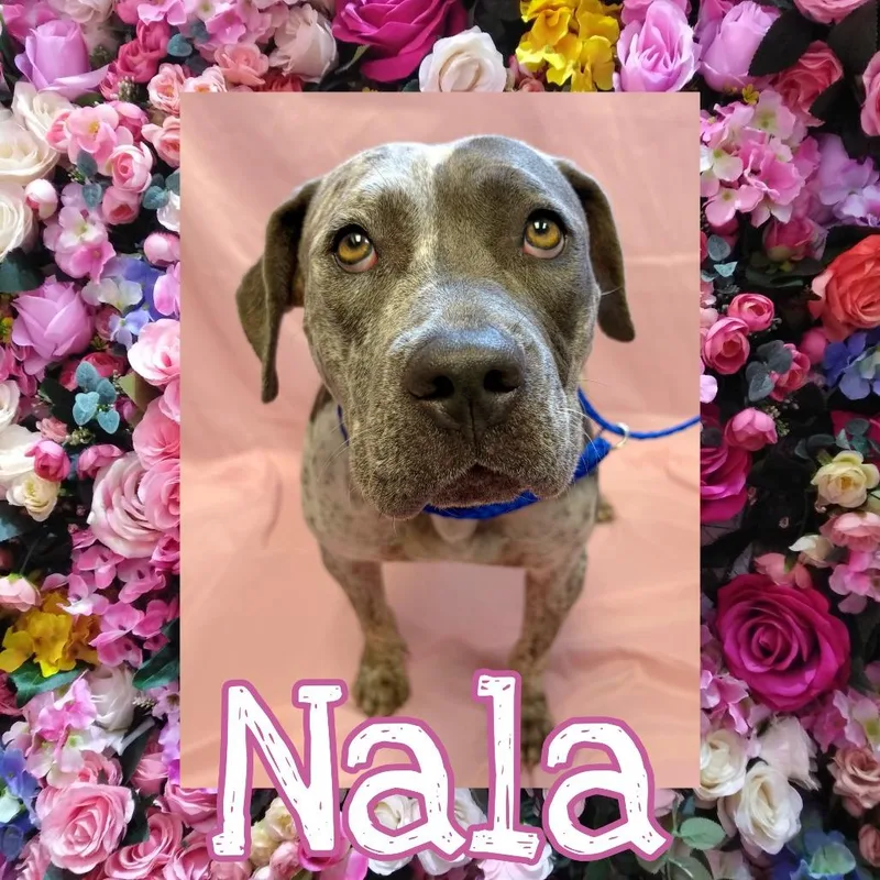 Nala
