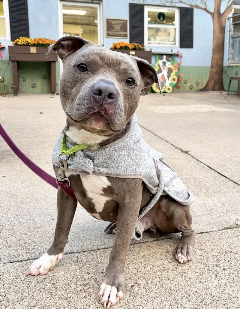 A young medium-sized male Pit Bull Terrier dog named Larry for adoption in Mendham, NJ