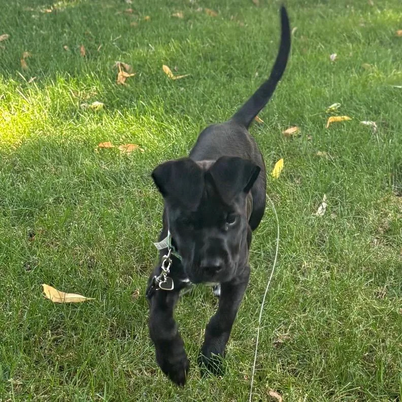 A baby small-sized female Black Dachshund dog named Pepper for adoption in Buffalo, MN