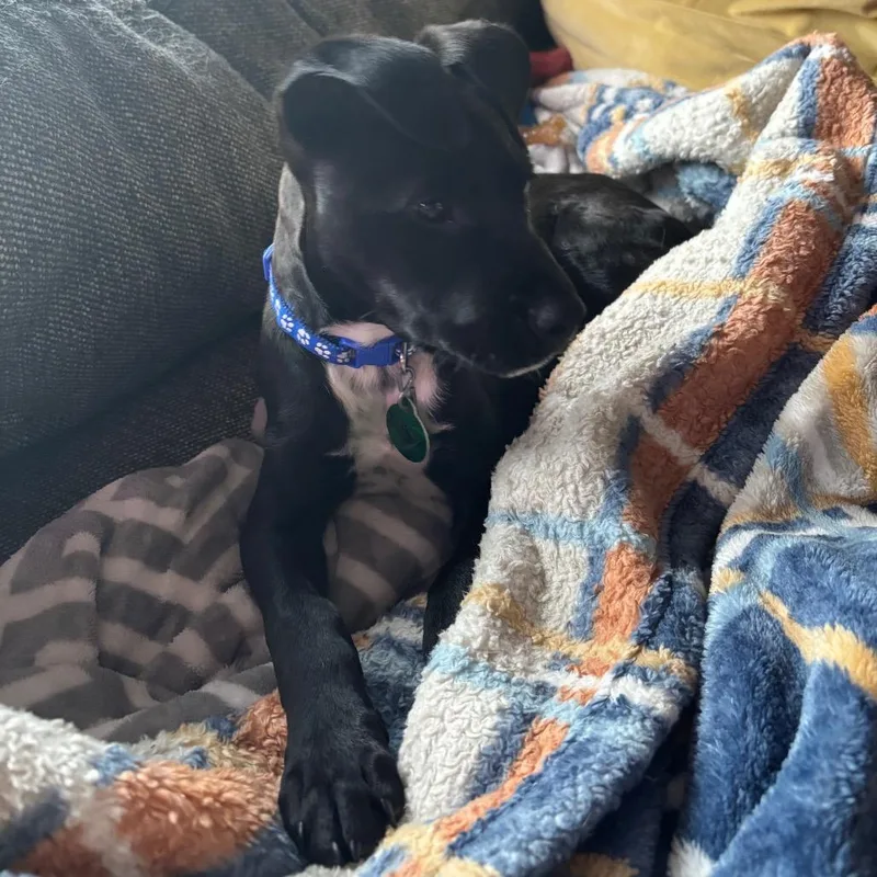 Pepper thumbnail 2