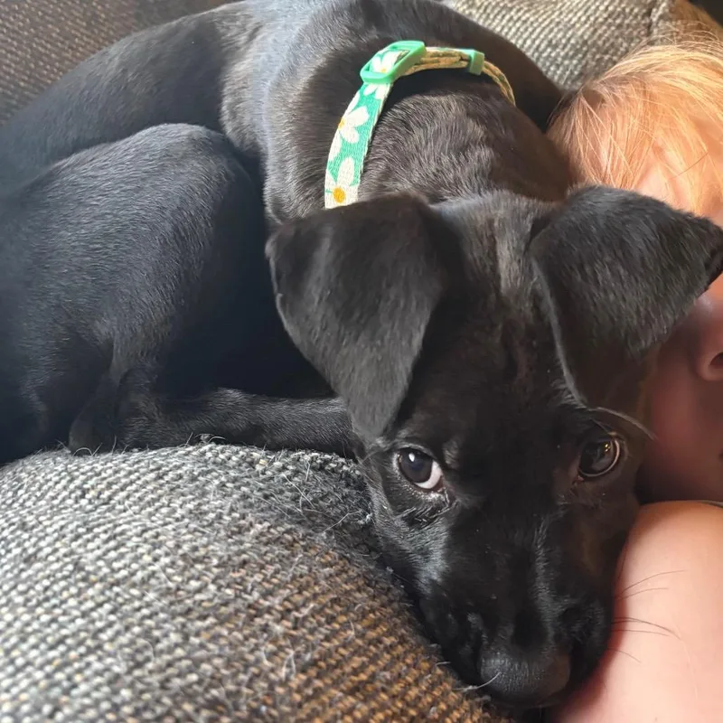 Pepper thumbnail 3