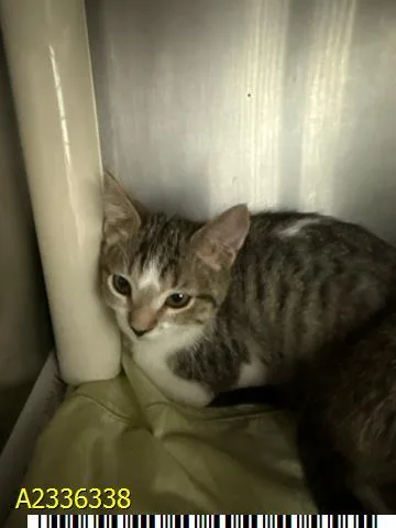 A baby small-sized female Domestic Short Hair cat named Violet for adoption in West Palm Beach, FL