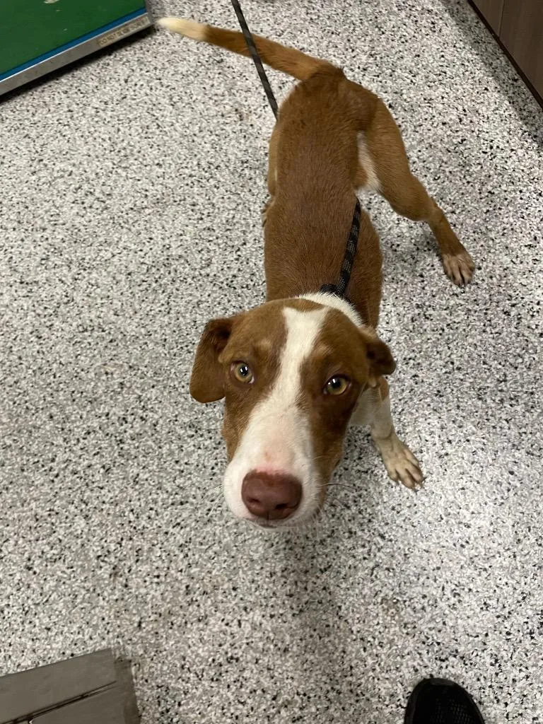 A baby medium-sized male Mixed Breed dog named Scotch for adoption in Clarksville, TN