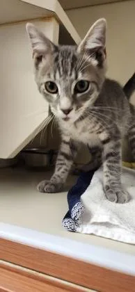 A baby small-sized male Domestic Short Hair cat named Martini for adoption in Fairfax, VA