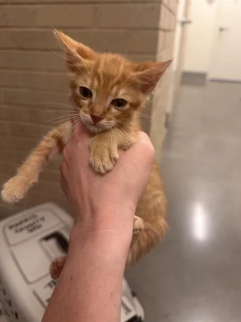A baby medium-sized male Domestic Short Hair cat named Chestnut for adoption in Houston, TX