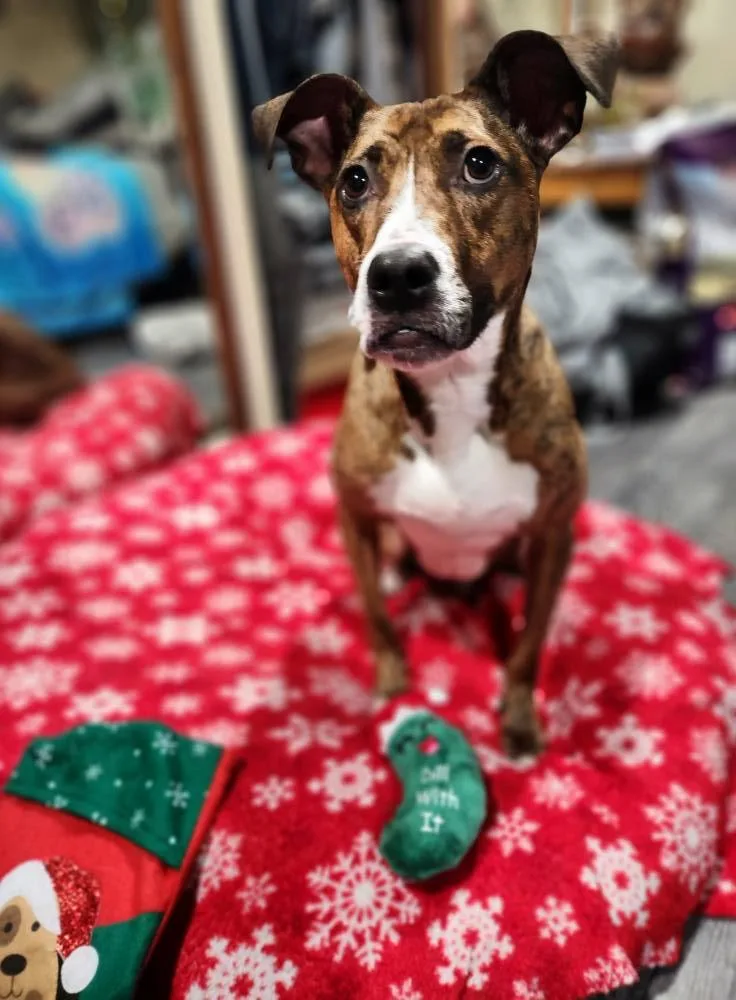 An adult large-sized female American Staffordshire Terrier dog named Salem for adoption in West Richland, WA