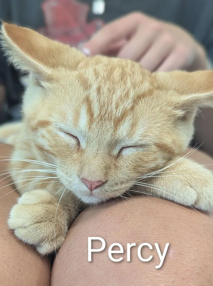 A baby small-sized male Domestic Short Hair cat named Percy for adoption in Sparta, WI