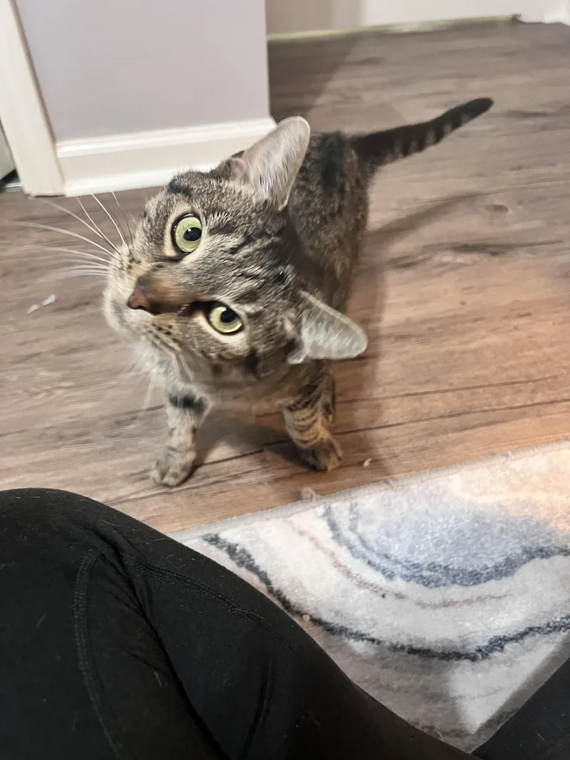 An adult medium-sized female Tabby (Brown / Chocolate) Domestic Short Hair cat named Nani for adoption in Alvaton, KY