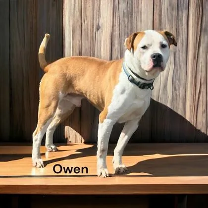 Owen thumbnail 2