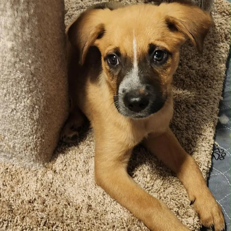 A baby small-sized male Brown / Chocolate Mixed Breed dog named Futura for adoption in Buffalo, MN