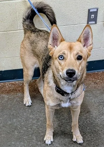 An adult medium-sized female Mixed Breed dog named Georgia for adoption in Independence, MO