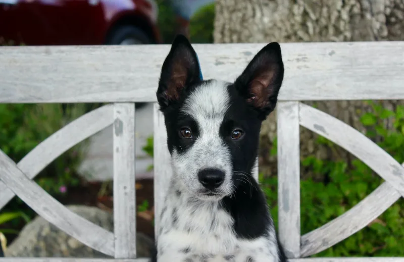 A baby medium-sized male Black Australian Cattle Dog / Blue Heeler dog named Gingko for adoption