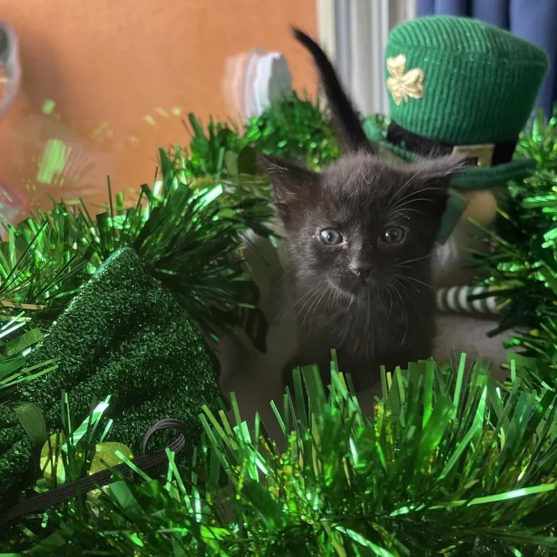 A baby small-sized male Black Domestic Short Hair cat named Cillian for adoption in Long Beach, CA